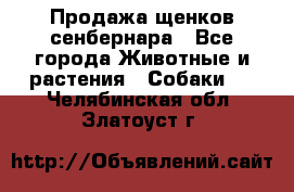 Продажа щенков сенбернара - Все города Животные и растения » Собаки   . Челябинская обл.,Златоуст г.